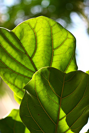 fiddle leaf fig
