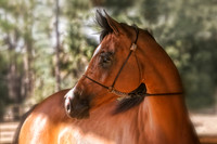 horse photography