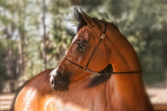 horse photography