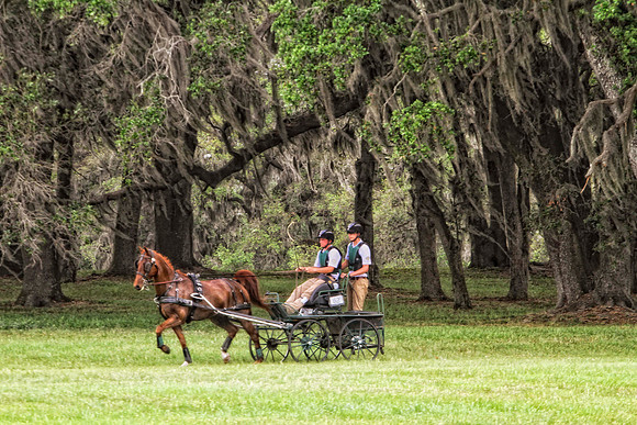 chestnut with oak trees in background
