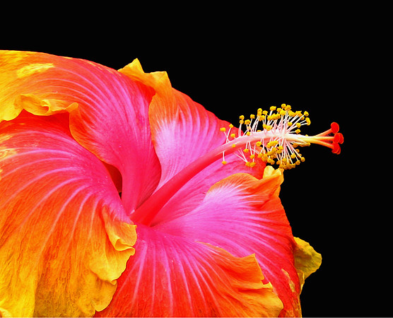 hibiscus close-up orange and pink