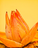 banana bloom se