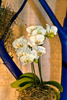 orchid with blue tree