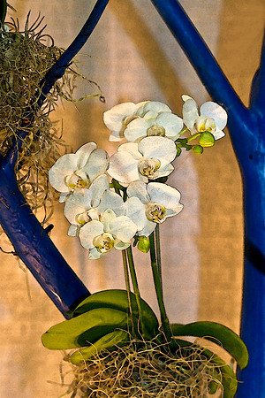 orchid with blue tree