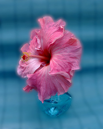 big pink hibiscus 3