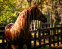 horse photography