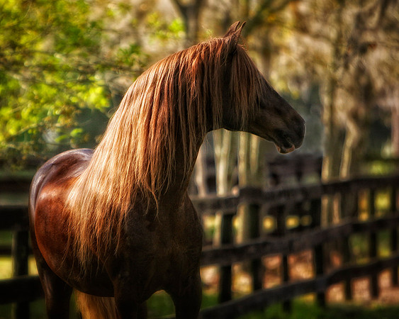 horse photography