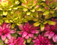 bromeliads on wall