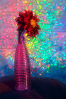 dahlia with crazy background
