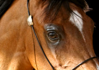 horse photography