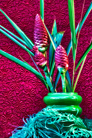 pine cone ginger 2 se