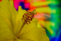 yellow hibiscus close up