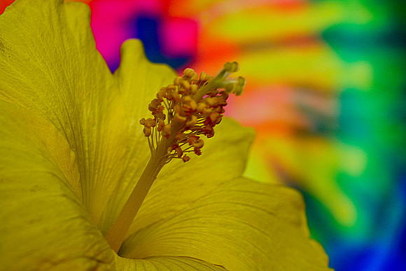 yellow hibiscus close up