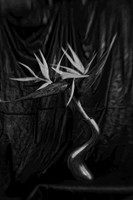 white bird with metal vase b and w