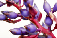 purple bromeliad bloom close up