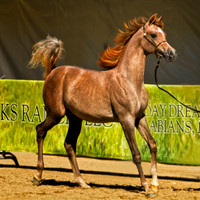 horse photography